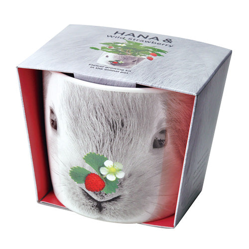  ワイルドストロベリー ITANSE 育てるグリーンペット ワイルドストロベリー ペットボトルで