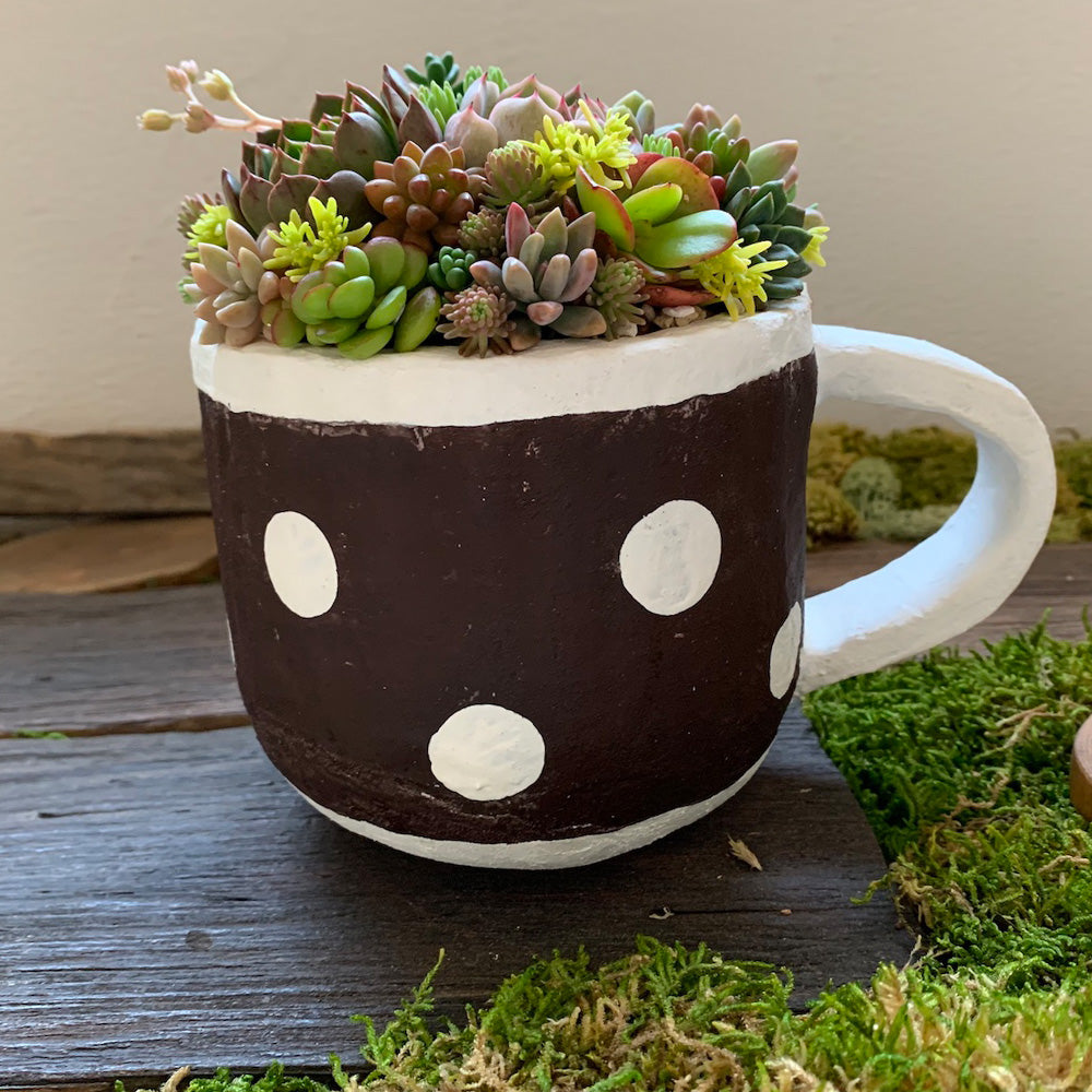 多肉植物寄せ植えセット coco.ringo*nurseryアルトスターオリジナル 限定数15
