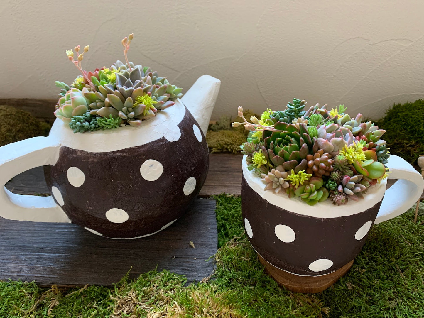 多肉植物寄せ植えセット coco.ringo*nurseryアルトスターオリジナル 限定数15