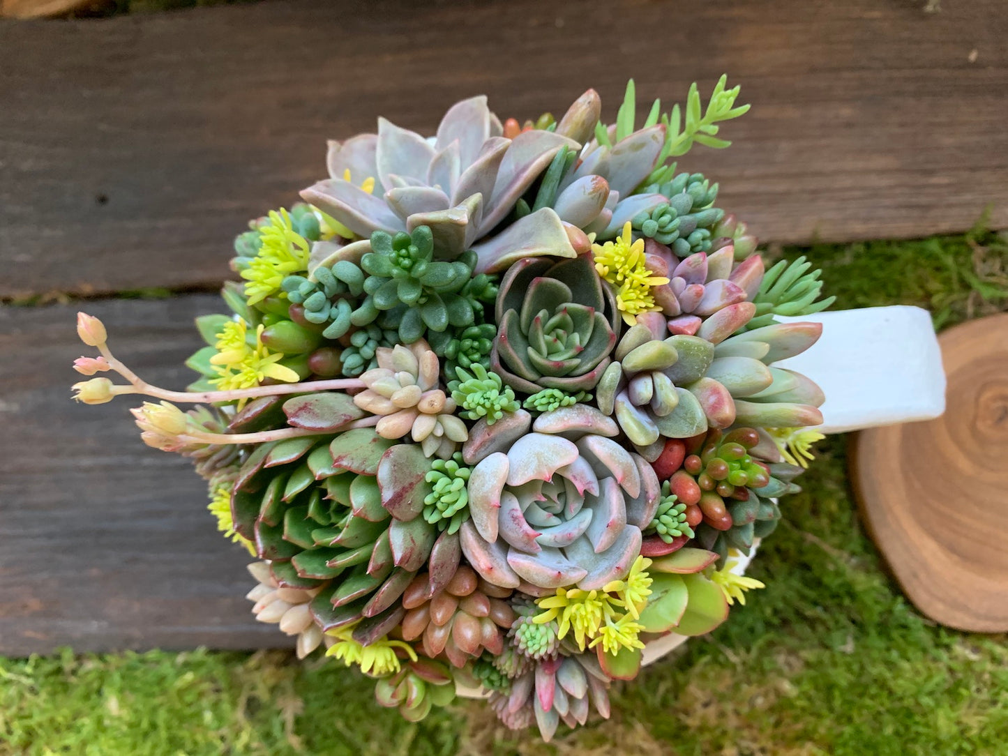 多肉植物寄せ植えセット coco.ringo*nurseryアルトスターオリジナル 限定数15