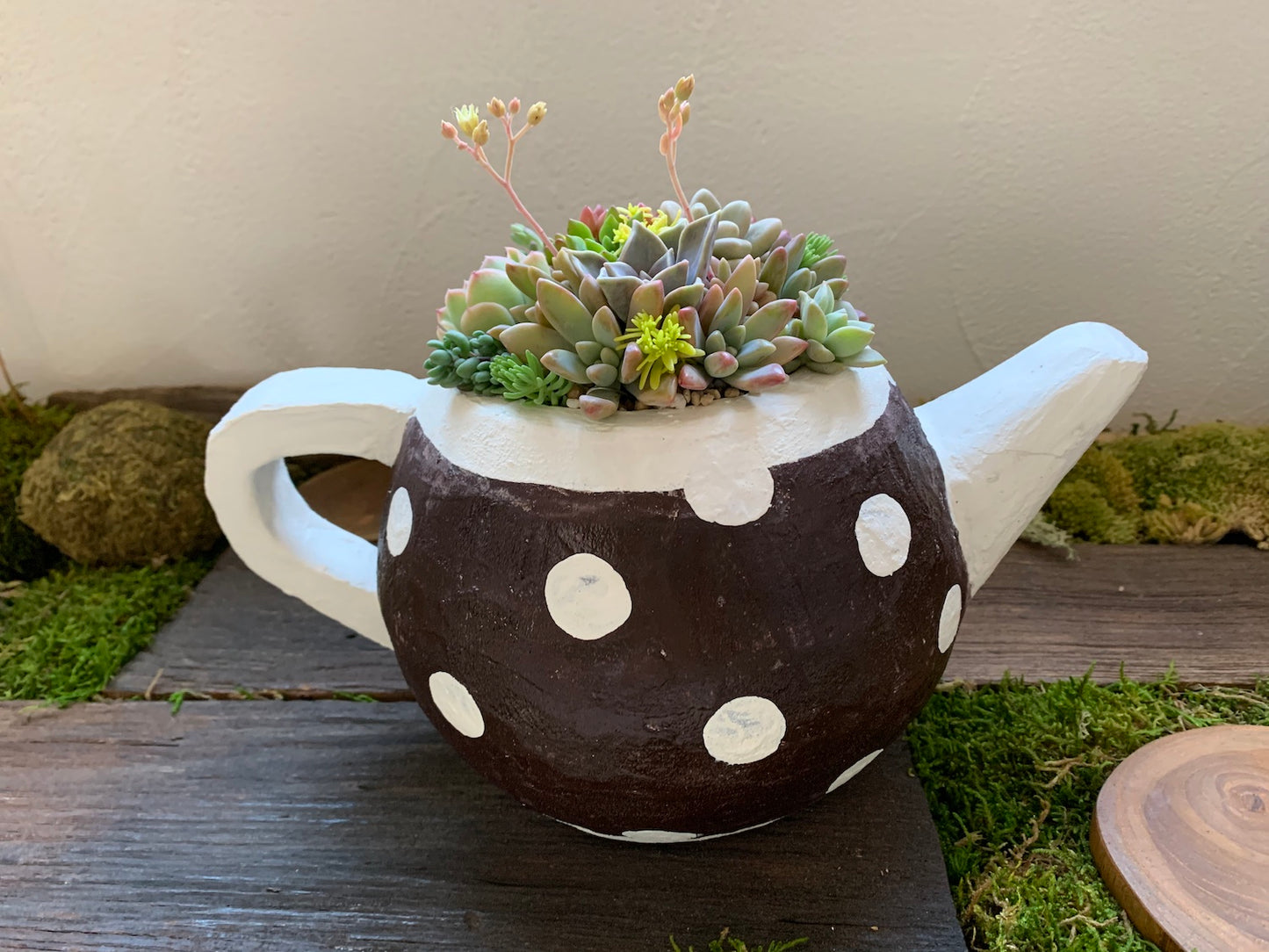 多肉植物寄せ植えセット coco.ringo*nurseryアルトスターオリジナル 限定数15