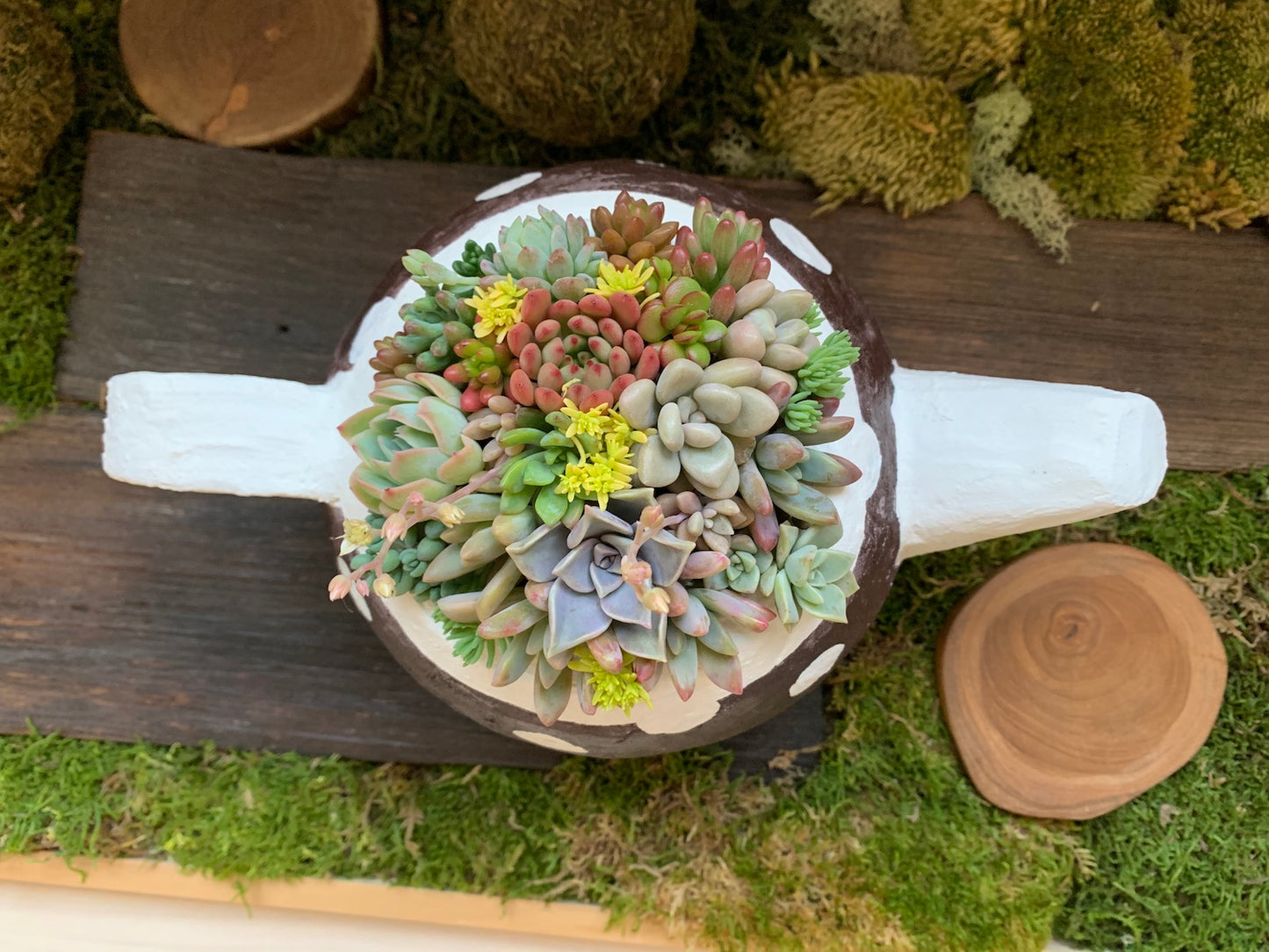 多肉植物寄せ植えセット coco.ringo*nurseryアルトスターオリジナル 限定数15